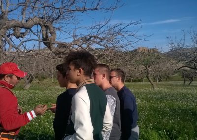 pistacchio-tempio-la-concordia-scuole-superiori
