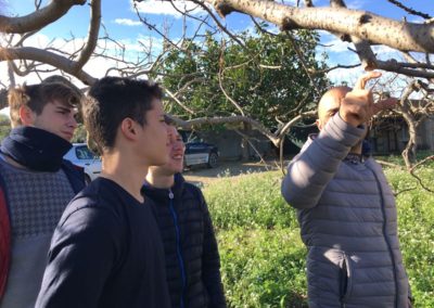 pistacchio-valle-dei-templi-asl